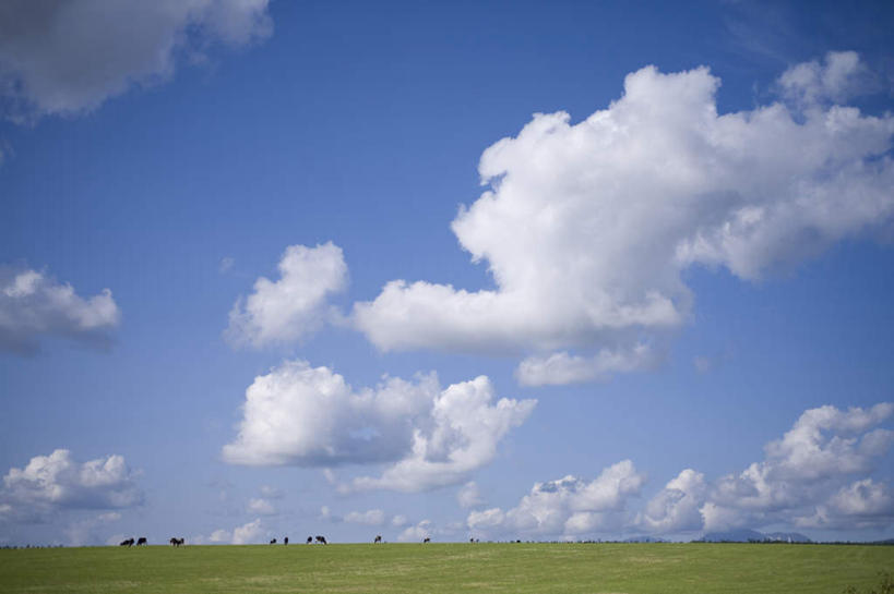 无人,吃,横图,室外,白天,正面,旅游,度假,草地,草坪,美景,树林,植物,牛,北海道,日本,亚洲,许多,景观,云,云朵,云彩,娱乐,草,树,树木,蓝色,绿色,白云,蓝天,天空,自然,动物,天,享受,休闲,家畜,景色,放松,牲畜,生长,晴朗,成长,自然风光,东亚,日本国,北海道地方,北海道岛,晴空,嚼,食,彩图
