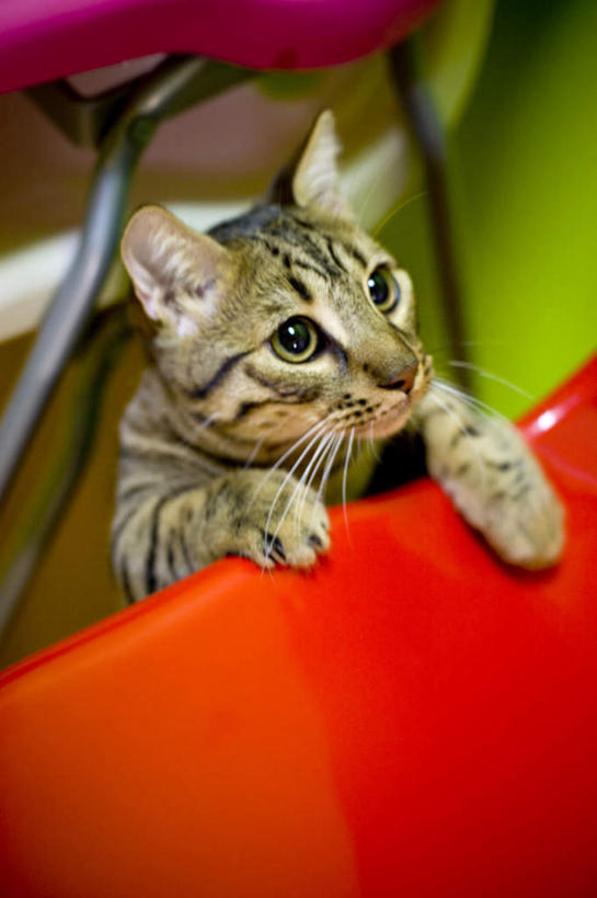 无人,坐,竖图,俯视,室外,白天,汽车,宠物,猫,花纹,条纹,注视,车,一只,红色,动物,交通工具,轿车,观察,看,趴着,可爱,观看,察看,关注,载具,斑纹,猫咪,趴,抬头,仰头,坐着,彩图,高角度拍摄