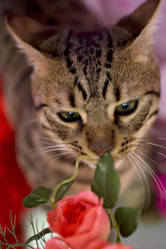 无人,站,竖图,室内,特写,白天,正面,爱情,幸福,纯洁,热情,植物,玫瑰,宠物,猫,叶子,盛开,绿叶,玫瑰花,浪漫,注视,花,花瓣,花朵,花卉,鲜花,一朵,一只,动物,花蕊,观察,看,站着,温暖,温馨,嫩叶,恩爱,可爱,观看,和睦,察看,关注,感动,猫咪,尊敬,天真,刺玫花,徘徊花,叶,叶片,站立,半身,彩图,融洽