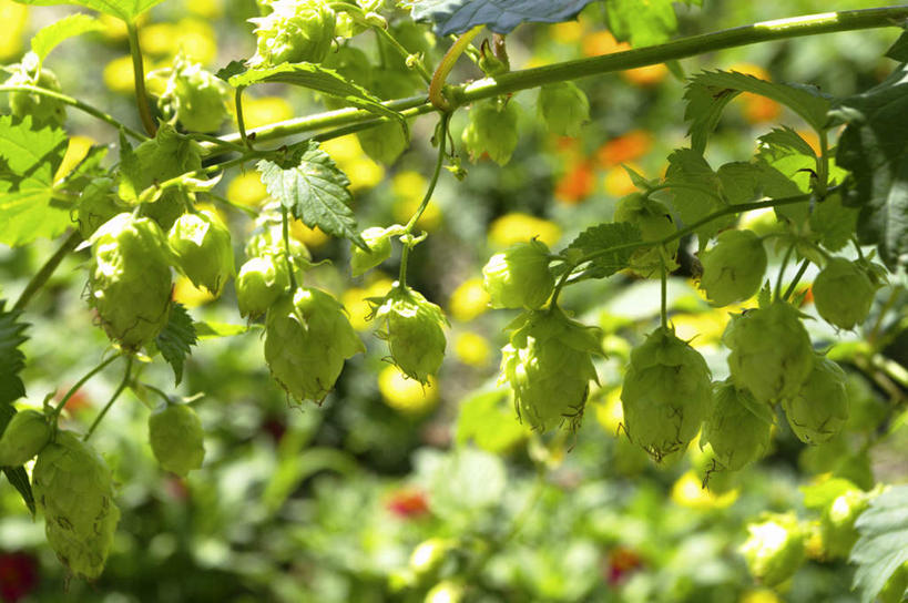 无人,横图,室外,特写,白天,正面,旅游,度假,美景,植物,叶子,北海道,日本,亚洲,许多,阴影,朦胧,模糊,盛开,光线,影子,景观,啤酒花,绿叶,娱乐,花,花瓣,花朵,花卉,鲜花,绿色,阳光,自然,花蕊,享受,休闲,嫩叶,景色,放松,酒花,自然风光,东亚,日本国,北海道地方,北海道岛,忽布,蛇麻花,酵母花,叶,叶片,彩图