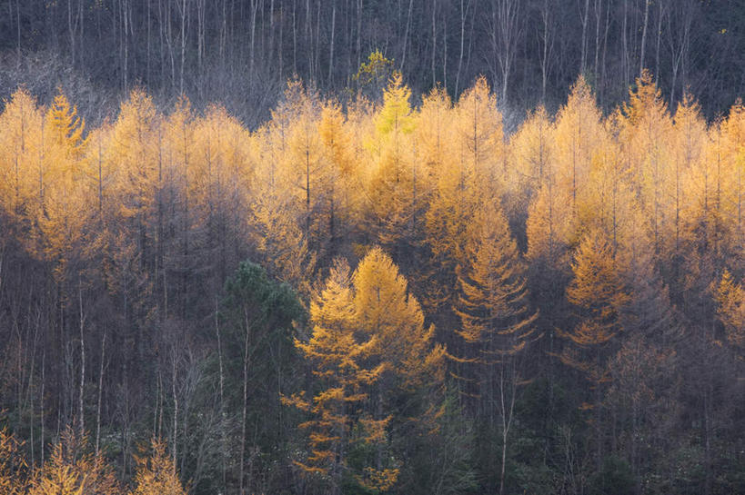 无人,横图,俯视,室外,白天,旅游,度假,美景,秋季,树林,植物,日本,亚洲,许多,阴影,朦胧,模糊,光线,影子,景观,娱乐,树,树木,绿色,阳光,自然,享受,休闲,景色,放松,生长,成长,自然风光,东亚,本州,本州岛,日本国,中部地方,岐阜,岐阜县,秋,秋天,彩图,高角度拍摄