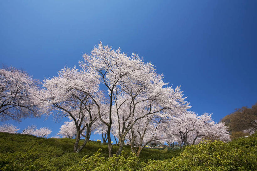 无人,横图,室外,白天,仰视,旅游,度假,花海,花圃,美景,树林,植物,樱花,叶子,日本,亚洲,许多,盛开,木板,景观,桥,绿叶,木桥,花蕾,娱乐,栈桥,花,花瓣,花朵,花卉,鲜花,树,树木,蓝色,绿色,蓝天,天空,自然,花丛,花田,天,花苞,花蕊,享受,休闲,嫩叶,景色,放松,生长,晴朗,成长,人行桥,木板桥,自然风光,东亚,本州,万里无云,本州岛,日本国,近畿地方,近畿,滋贺,滋贺县,仙樱花,福岛樱,青肤樱,叶,叶片,晴空,晴空万里,荆桃,彩图,低角度拍摄