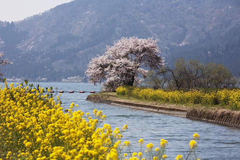 无人,横图,室外,白天,仰视,旅游,度假,河流,美景,山,树林,水,植物,樱花,叶子,长野县,日本,亚洲,许多,阴影,盛开,光线,影子,河水,景观,山峰,水流,绿叶,山峦,娱乐,花,花瓣,花朵,花卉,鲜花,树,树木,蓝色,绿色,蓝天,天空,阳光,自然,天,花蕊,油菜花,享受,休闲,嫩叶,景色,放松,生长,晴朗,成长,自然风光,东亚,本州,万里无云,本州岛,日本国,中部地方,长野,仙樱花,福岛樱,青肤樱,叶,叶片,晴空,晴空万里,荆桃,彩图,低角度拍摄,芸苔,芸薹
