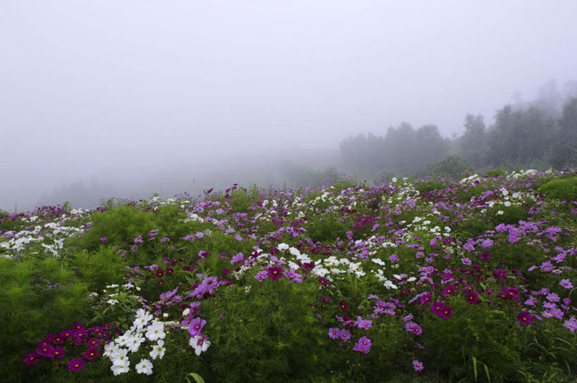 无人,横图,室外,白天,正面,旅游,度假,自由,幸福,花海,花圃,美景,植物,雾,叶子,北海道,日本,亚洲,许多,朦胧,模糊,盛开,景观,波斯菊,绿叶,花蕾,娱乐,花,花瓣,花朵,花卉,鲜花,绿色,自然,花丛,花田,花苞,花蕊,清洁,享受,休闲,嫩叶,菊花,景色,放松,大波斯菊,生长,成长,吉祥,迷雾,自然风光,东亚,日本国,北海道地方,北海道岛,美瑛町,高洁,秋英,美瑛,格桑花,秋樱,扫帚梅,八瓣梅,初恋,多情,叶,叶片,大雾,彩图,时光