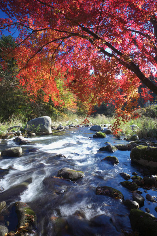 无人,竖图,室外,白天,正面,旅游,度假,河流,石头,美景,树林,水,植物,叶子,日本,亚洲,许多,朦胧,模糊,石子,河水,景观,水流,枫叶,枯叶,落叶,娱乐,树,树木,黄色,红色,蓝色,绿色,蓝天,天空,小溪,自然,天,溪水,享受,休闲,景色,放松,生长,晴朗,成长,枫树叶,自然风光,东亚,本州,万里无云,本州岛,日本国,东北地方,福岛,福岛县,叶,叶片,石块,晴空,晴空万里,彩图