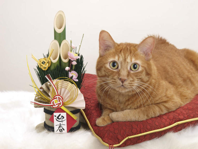 无人,躺,横图,俯视,室内,特写,白天,白色背景,靠垫,竹子,宠物,猫,装饰,标志,文字,字符,靠枕,注视,标识,一只,动物,垫子,枕头,观察,看,汉字,可爱,摄影,影棚,观看,华丽,修饰,点缀,察看,关注,中文,猫咪,衬托,美观,雅致,雅观,国文,华文,卧着,躺着,卧,半身,彩图,高角度拍摄,影棚拍摄,拍摄