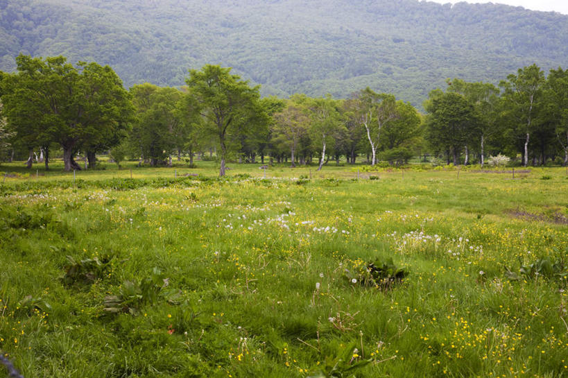 无人,横图,室外,白天,正面,旅游,度假,草地,草坪,美景,山,树林,植物,日本,亚洲,许多,景观,山峰,山峦,娱乐,草,树,树木,蓝色,绿色,蓝天,天空,自然,天,享受,休闲,景色,放松,生长,晴朗,成长,自然风光,东亚,本州,万里无云,本州岛,日本国,中部地方,新潟,新潟县,晴空,晴空万里,彩图