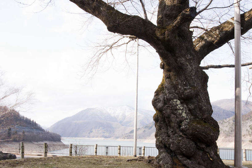 无人,栏杆,横图,室外,白天,正面,旅游,度假,湖,湖泊,美景,山,山脉,水,植物,长野县,日本,亚洲,一棵,朦胧,模糊,栅栏,湖面,景观,篱笆,山峰,水流,水面,围栏,枝条,山峦,娱乐,护栏,树,树干,树木,树枝,蓝色,绿色,蓝天,天空,自然,湖水,群山,天,享受,休闲,景色,放松,生长,晴朗,成长,自然风光,东亚,本州,万里无云,本州岛,日本国,中部地方,长野,晴空,晴空万里,彩图