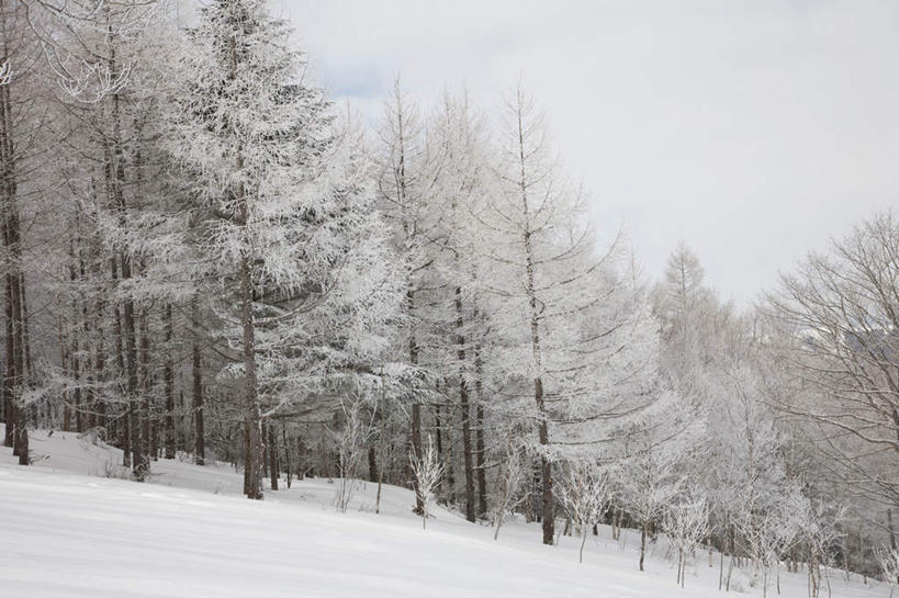 无人,横图,室外,白天,仰视,旅游,度假,美景,树林,雪,植物,大雪,道路,路,富山县,日本,亚洲,许多,积雪,景观,雪景,冬季,冬天,小路,交通,娱乐,树,树木,蓝色,绿色,白色,蓝天,天空,自然,天,享受,休闲,景色,放松,寒冷,生长,晴朗,成长,自然风光,东亚,本州,万里无云,本州岛,日本国,中部地方,严寒,富山,晴空,晴空万里,彩图,低角度拍摄