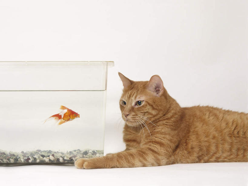 游泳,无人,躺,横图,室内,特写,白天,白色背景,侧面,石头,水,宠物,猫,一条,金鱼,鱼,石子,液体,水滴,鱼缸,注视,鱼类,一只,灰色,动物,观察,看,鹅卵石,可爱,摄影,影棚,观看,察看,关注,猫咪,按摩石,观赏鱼,金鲫鱼,泅水,卧着,石块,躺着,卧,半身,彩图,影棚拍摄,拍摄