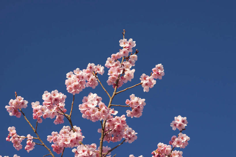 无人,横图,室外,白天,仰视,旅游,度假,美景,植物,樱花,日本,亚洲,一棵,许多,盛开,景观,枝条,娱乐,花,花瓣,花朵,花卉,鲜花,树,树干,树木,树枝,蓝色,绿色,蓝天,天空,自然,天,花蕊,享受,休闲,景色,放松,生长,晴朗,成长,自然风光,东亚,本州,万里无云,本州岛,日本国,中部地方,山梨,山梨县,仙樱花,福岛樱,青肤樱,晴空,晴空万里,荆桃,彩图,低角度拍摄