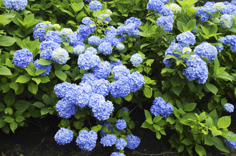 无人,横图,俯视,室外,特写,白天,旅游,度假,骄傲,花海,花圃,美景,植物,八仙花,叶子,北海道,日本,亚洲,许多,朦胧,模糊,盛开,景观,绿叶,花蕾,娱乐,花,花瓣,花朵,花卉,鲜花,绿色,紫色,自然,花丛,花田,花苞,花蕊,绣球花,享受,休闲,嫩叶,景色,放松,生长,成长,紫阳花,洋绣球,自然风光,东亚,日本国,草绣球,斗球,北海道地方,北海道岛,七变化,粉团花,善变,叶,叶片,彩图,高角度拍摄