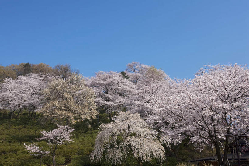 无人,公园,横图,室外,白天,仰视,旅游,度假,美景,树林,植物,樱花,叶子,日本,亚洲,许多,阴影,枯萎,盛开,光线,影子,景观,枯草,绿叶,娱乐,草,花,花瓣,花朵,花卉,鲜花,树,树木,黄色,蓝色,绿色,蓝天,天空,阳光,自然,天,花蕊,享受,休闲,嫩叶,景色,放松,生长,晴朗,成长,自然风光,东亚,本州,万里无云,本州岛,日本国,中部地方,福井,福井县,仙樱花,福岛樱,青肤樱,叶,叶片,晴空,晴空万里,荆桃,彩图,低角度拍摄