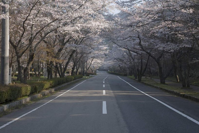 无人,横图,室外,白天,正面,旅游,度假,美景,树林,植物,道路,路,公路,樱花,叶子,日本,亚洲,许多,阴影,盛开,光线,影子,景观,分界线,绿叶,停车线,交通,娱乐,花,花瓣,花朵,花卉,鲜花,树,树木,蓝色,绿色,蓝天,天空,阳光,自然,天,花蕊,享受,休闲,嫩叶,景色,放松,生长,晴朗,成长,车行道,车行道分界线,自然风光,标线,东亚,车行线,本州,万里无云,本州岛,日本国,中部地方,岐阜,岐阜县,仙樱花,福岛樱,青肤樱,叶,叶片,晴空,晴空万里,马路,荆桃,彩图