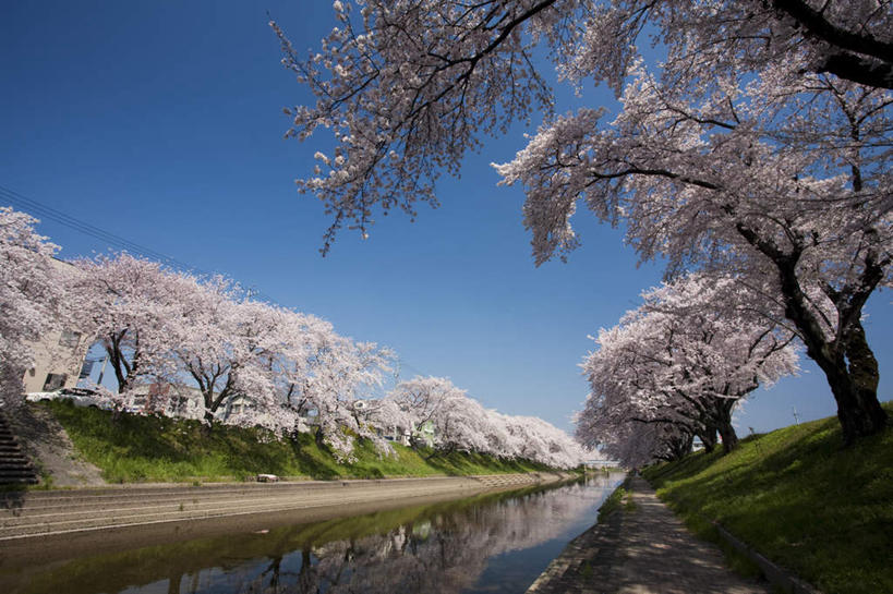 无人,家,横图,室外,白天,仰视,旅游,度假,河流,美景,树林,水,植物,楼梯,樱花,叶子,日本,亚洲,许多,阴影,盛开,光线,影子,房屋,阶梯,屋子,河水,景观,水流,绿叶,娱乐,楼房,台阶,住宅,花,花瓣,花朵,花卉,鲜花,树,树木,蓝色,绿色,蓝天,天空,阳光,自然,天,花蕊,享受,休闲,嫩叶,景色,放松,生长,晴朗,成长,自然风光,东亚,本州,万里无云,本州岛,日本国,中部地方,岐阜,岐阜县,仙樱花,福岛樱,青肤樱,叶,叶片,晴空,晴空万里,荆桃,彩图,低角度拍摄,房子