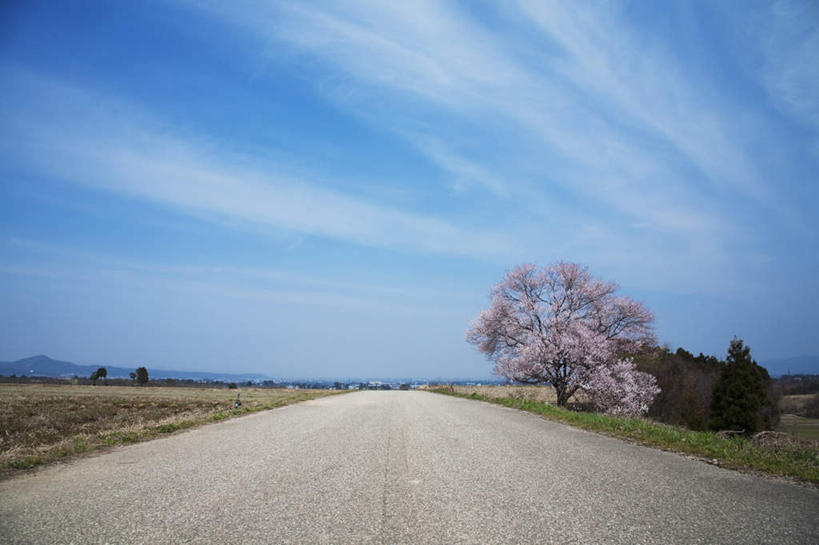 无人,横图,室外,白天,仰视,旅游,度假,美景,树林,植物,樱花,叶子,日本,亚洲,许多,阴影,枯萎,盛开,光线,影子,景观,枯草,绿叶,娱乐,草,花,花瓣,花朵,花卉,鲜花,树,树木,黄色,蓝色,绿色,蓝天,天空,阳光,自然,天,花蕊,享受,休闲,嫩叶,景色,放松,生长,晴朗,成长,自然风光,东亚,本州,万里无云,本州岛,日本国,中部地方,岐阜,岐阜县,仙樱花,福岛樱,青肤樱,叶,叶片,晴空,晴空万里,荆桃,彩图,低角度拍摄
