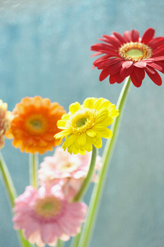 无人,竖图,室内,特写,白天,正面,旅游,度假,美景,植物,神奈川,日本,亚洲,许多,蓝色背景,朦胧,模糊,盛开,景观,非洲菊,神奈川县,娱乐,花,花瓣,花朵,花卉,鲜花,粉色,黄色,红色,自然,花蕊,享受,休闲,菊花,景色,放松,摄影,影棚,自然风光,东亚,本州,关东地方,本州岛,日本国,扶郎花,灯盏花,千日菊,彩图,影棚拍摄,拍摄