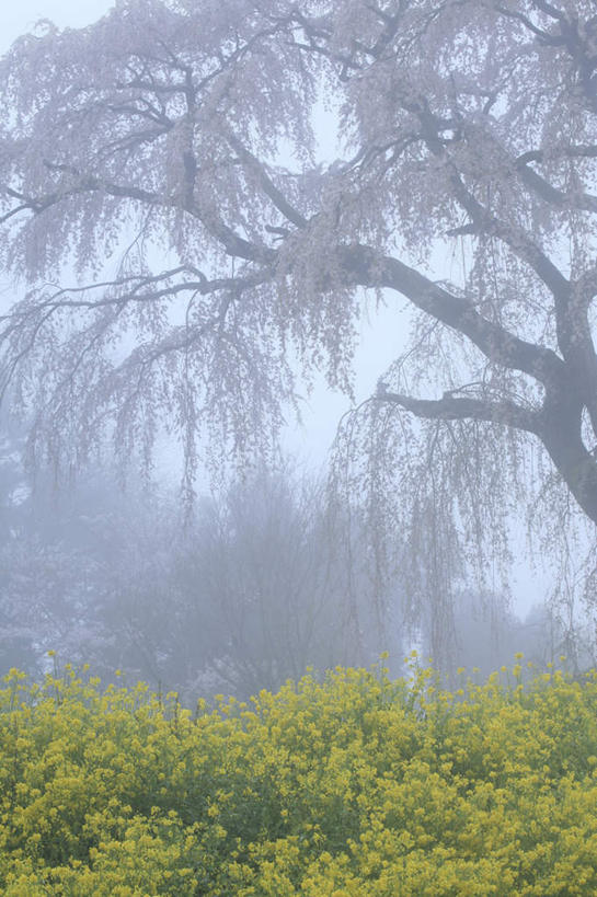 无人,竖图,室外,白天,仰视,旅游,度假,花海,花圃,美景,树林,植物,樱花,叶子,日本,亚洲,许多,朦胧,模糊,盛开,景观,绿叶,花蕾,娱乐,花,花瓣,花朵,花卉,鲜花,树,树木,蓝色,绿色,蓝天,天空,自然,花丛,花田,天,花苞,花蕊,油菜花,享受,休闲,嫩叶,景色,放松,生长,晴朗,成长,自然风光,东亚,本州,万里无云,本州岛,日本国,东北地方,福岛,福岛县,仙樱花,福岛樱,青肤樱,叶,叶片,晴空,晴空万里,荆桃,彩图,低角度拍摄,芸苔,芸薹