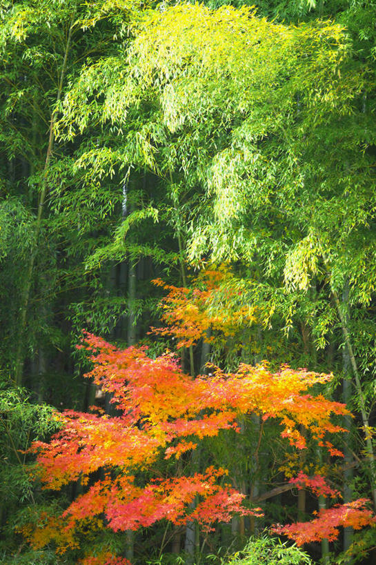 无人,竖图,室外,白天,仰视,旅游,度假,美景,秋季,树林,植物,竹子,神奈川,日本,亚洲,许多,阴影,朦胧,模糊,光线,影子,景观,神奈川县,娱乐,树,树木,绿色,阳光,自然,享受,休闲,景色,放松,生长,成长,自然风光,东亚,本州,关东地方,本州岛,日本国,秋,秋天,彩图,低角度拍摄