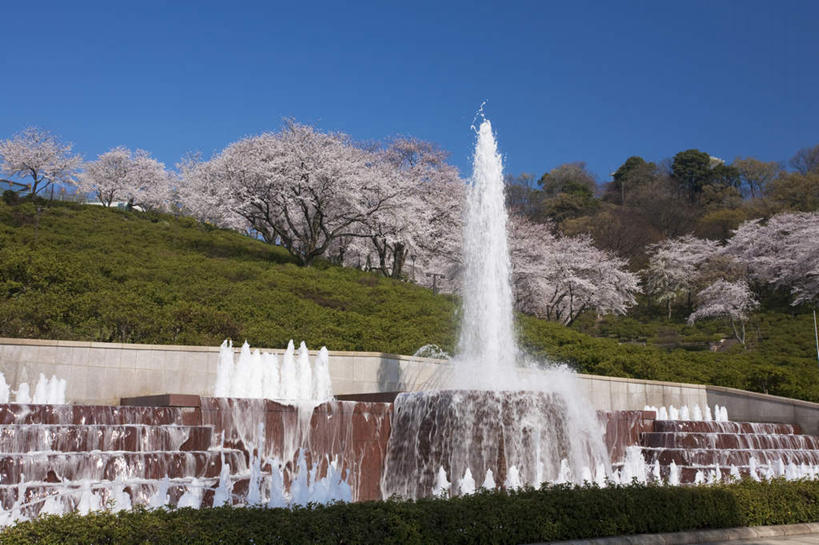 无人,横图,室外,白天,仰视,旅游,度假,花海,花圃,美景,树林,植物,楼梯,喷泉,樱花,叶子,日本,亚洲,许多,朦胧,模糊,盛开,阶梯,景观,绿叶,花蕾,文化,娱乐,台阶,花,花瓣,花朵,花卉,鲜花,树,树木,蓝色,绿色,蓝天,天空,自然,花丛,花田,天,花苞,花蕊,品味,享受,休闲,嫩叶,景色,放松,生长,晴朗,成长,自然风光,水景,东亚,本州,万里无云,本州岛,日本国,东北地方,福岛,福岛县,美观,仙樱花,福岛樱,青肤樱,设计,叶,叶片,晴空,晴空万里,荆桃,彩图,低角度拍摄