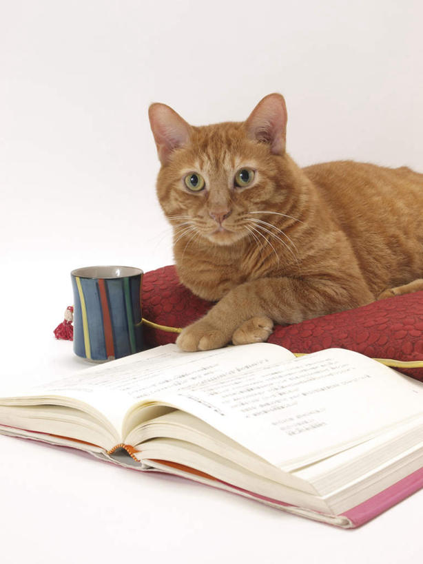 无人,坐,竖图,俯视,室内,白天,白色背景,靠垫,宠物,猫,杯子,书籍,瓷器,咖啡杯,靠枕,陶瓷制品,注视,一只,灰色,动物,垫子,枕头,观察,看,可爱,摄影,影棚,观看,察看,关注,瓷杯,猫咪,书,图书,坐着,半身,彩图,高角度拍摄,影棚拍摄,拍摄