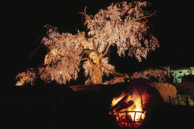 无人,家,横图,室外,夜晚,仰视,旅游,度假,河流,美景,水,植物,樱花,火,京都,日本,亚洲,一棵,火焰,房屋,屋子,河水,景观,水流,樱花树,枝条,燃烧,娱乐,楼房,住宅,树,树干,树木,树枝,绿色,天空,自然,天,享受,休闲,景色,放松,京都府,生长,成长,自然风光,东亚,焚烧,本州,本州岛,日本国,近畿地方,近畿,仙樱花,福岛樱,青肤樱,荆桃,彩图,低角度拍摄,房子