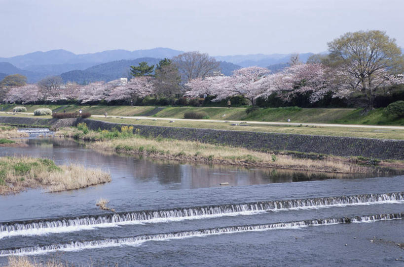 无人,家,横图,俯视,室外,白天,旅游,度假,河流,美景,树林,水,植物,道路,路,樱花,叶子,京都,日本,亚洲,许多,盛开,房屋,屋子,河水,景观,水流,小路,绿叶,樱花树,交通,娱乐,楼房,住宅,花,花瓣,花朵,花卉,鲜花,树,树木,蓝色,绿色,蓝天,天空,自然,天,花蕊,享受,休闲,嫩叶,景色,放松,京都府,生长,晴朗,成长,自然风光,东亚,本州,万里无云,本州岛,日本国,近畿地方,近畿,仙樱花,福岛樱,青肤樱,叶,叶片,晴空,晴空万里,荆桃,彩图,高角度拍摄,房子
