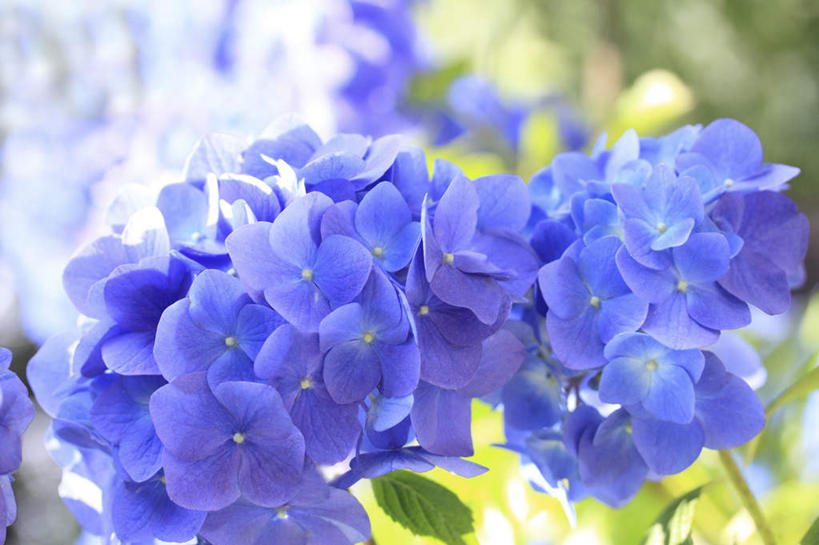 无人,横图,室外,特写,白天,仰视,旅游,度假,骄傲,花海,花圃,美景,植物,八仙花,叶子,许多,阴影,朦胧,模糊,盛开,光线,影子,景观,绿叶,花蕾,娱乐,花,花瓣,花朵,花卉,鲜花,绿色,紫色,阳光,自然,花丛,花田,花苞,花蕊,绣球花,享受,休闲,嫩叶,景色,放松,生长,成长,紫阳花,洋绣球,自然风光,草绣球,斗球,七变化,粉团花,善变,叶,叶片,彩图,低角度拍摄