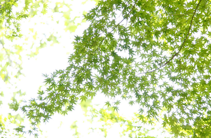 无人,横图,室外,白天,仰视,旅游,度假,美景,树林,植物,叶子,东京,日本,亚洲,许多,朦胧,模糊,景观,绿叶,新宿,娱乐,树,树木,蓝色,绿色,蓝天,天空,自然,天,享受,休闲,嫩叶,景色,放松,生长,晴朗,成长,自然风光,东亚,本州,万里无云,关东地方,本州岛,日本国,东京都,新宿区,县厅,东京市,叶,叶片,晴空,晴空万里,彩图,低角度拍摄