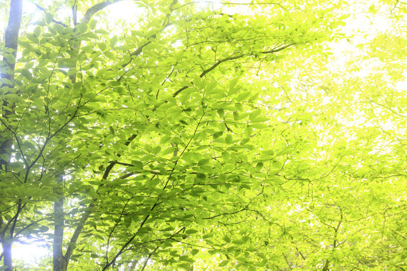 无人,横图,室外,白天,仰视,旅游,度假,美景,树林,植物,叶子,东京,日本,亚洲,许多,朦胧,模糊,景观,绿叶,娱乐,树,树木,蓝色,绿色,蓝天,天空,自然,天,享受,休闲,嫩叶,景色,放松,生长,晴朗,成长,自然风光,东亚,本州,万里无云,关东地方,本州岛,日本国,东京都,叶,叶片,晴空,晴空万里,彩图,低角度拍摄