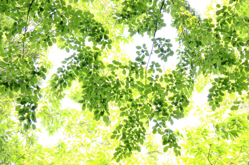 无人,横图,室外,白天,仰视,旅游,度假,美景,树林,植物,叶子,东京,日本,亚洲,许多,朦胧,模糊,景观,绿叶,娱乐,树,树木,蓝色,绿色,蓝天,天空,自然,天,享受,休闲,嫩叶,景色,放松,生长,晴朗,成长,自然风光,东亚,本州,万里无云,关东地方,本州岛,日本国,东京都,叶,叶片,晴空,晴空万里,彩图,低角度拍摄