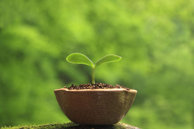 无人,横图,室外,特写,白天,正面,旅游,度假,美景,树林,植物,叶子,许多,朦胧,模糊,盆栽,景观,绿叶,盆景,娱乐,树,树木,绿色,自然,嫩芽,享受,休闲,嫩叶,景色,放松,生长,成长,生机,希望,自然风光,新苗,叶,叶片,彩图