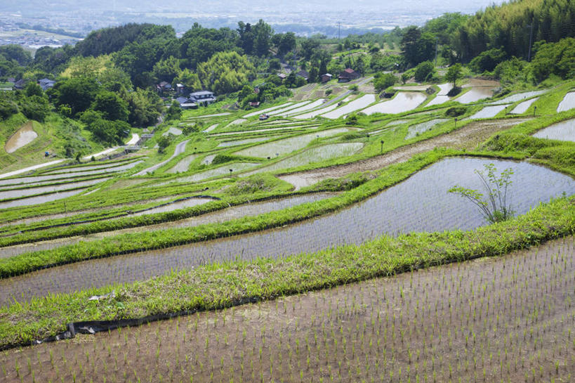 无人,家,农田,横图,俯视,室外,白天,旅游,度假,农业,庄稼,梯田,农作物,美景,树林,植物,长野县,日本,亚洲,许多,房屋,屋子,稻田,景观,娱乐,楼房,住宅,树,树木,绿色,自然,享受,休闲,景色,放松,生长,成长,自然风光,东亚,本州,本州岛,日本国,中部地方,长野,彩图,高角度拍摄,耕地,庄稼田,房子