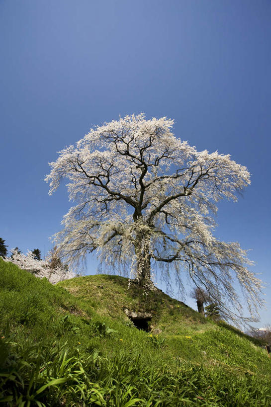 无人,竖图,室外,白天,仰视,旅游,度假,草地,草坪,花海,花圃,美景,树林,植物,樱花,叶子,长野县,日本,亚洲,许多,盛开,景观,绿叶,樱花树,花蕾,娱乐,草,花,花瓣,花朵,花卉,鲜花,树,树木,蓝色,绿色,蓝天,天空,自然,花丛,花田,天,花苞,花蕊,享受,休闲,嫩叶,景色,放松,生长,晴朗,成长,自然风光,东亚,本州,万里无云,本州岛,日本国,中部地方,长野,仙樱花,福岛樱,青肤樱,叶,叶片,晴空,晴空万里,荆桃,彩图,低角度拍摄
