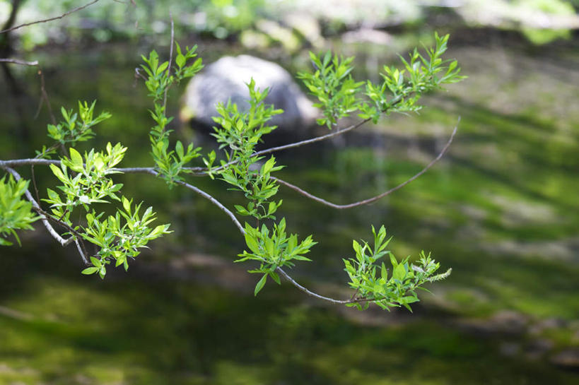 无人,横图,俯视,室外,白天,旅游,度假,草地,草坪,河流,礁石,石头,美景,树林,水,植物,长野县,日本,亚洲,许多,阴影,朦胧,模糊,光线,石子,影子,河水,景观,水流,娱乐,草,树,树木,绿色,小溪,阳光,自然,溪水,享受,休闲,景色,放松,生长,成长,自然风光,东亚,本州,本州岛,日本国,中部地方,长野,礁,石块,岩石,彩图,高角度拍摄