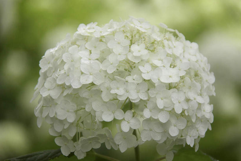 无人,横图,室外,特写,白天,正面,旅游,度假,骄傲,花海,花圃,美景,植物,八仙花,叶子,许多,朦胧,模糊,盛开,景观,绿叶,花蕾,娱乐,花,花瓣,花朵,花卉,鲜花,绿色,白色,自然,花丛,花田,花苞,花蕊,绣球花,享受,休闲,嫩叶,景色,放松,生长,成长,紫阳花,洋绣球,自然风光,草绣球,斗球,七变化,粉团花,善变,叶,叶片,彩图