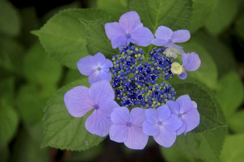 无人,横图,俯视,室外,特写,白天,旅游,度假,骄傲,花海,花圃,美景,植物,八仙花,叶子,许多,阴影,朦胧,模糊,盛开,光线,影子,景观,绿叶,花蕾,娱乐,花,花瓣,花朵,花卉,鲜花,绿色,紫色,阳光,自然,花丛,花田,花苞,花蕊,绣球花,享受,休闲,嫩叶,景色,放松,生长,成长,紫阳花,洋绣球,自然风光,草绣球,斗球,七变化,粉团花,善变,叶,叶片,彩图,高角度拍摄