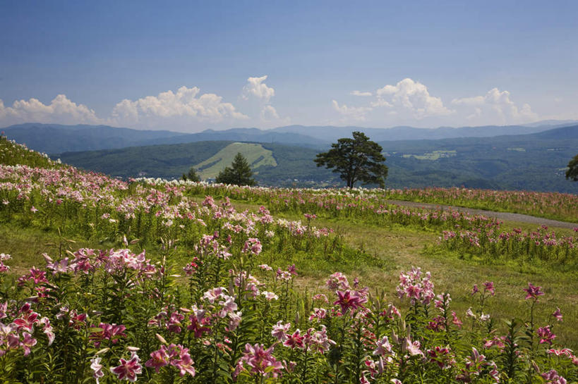 无人,横图,室外,白天,正面,旅游,度假,草地,草坪,花海,花圃,美景,山,山脉,树林,植物,百合花,叶子,日本,亚洲,许多,盛开,景观,山峰,云,云朵,绿叶,山峦,花蕾,云彩,娱乐,草,花,花瓣,花朵,花卉,鲜花,树,树木,蓝色,绿色,白云,蓝天,天空,自然,花丛,花田,群山,天,花苞,花蕊,享受,休闲,嫩叶,景色,放松,生长,晴朗,成长,自然风光,东亚,本州,本州岛,日本国,中部地方,岐阜,岐阜县,强瞿,百合蒜,倒仙,番韭,山丹,叶,叶片,晴空,彩图
