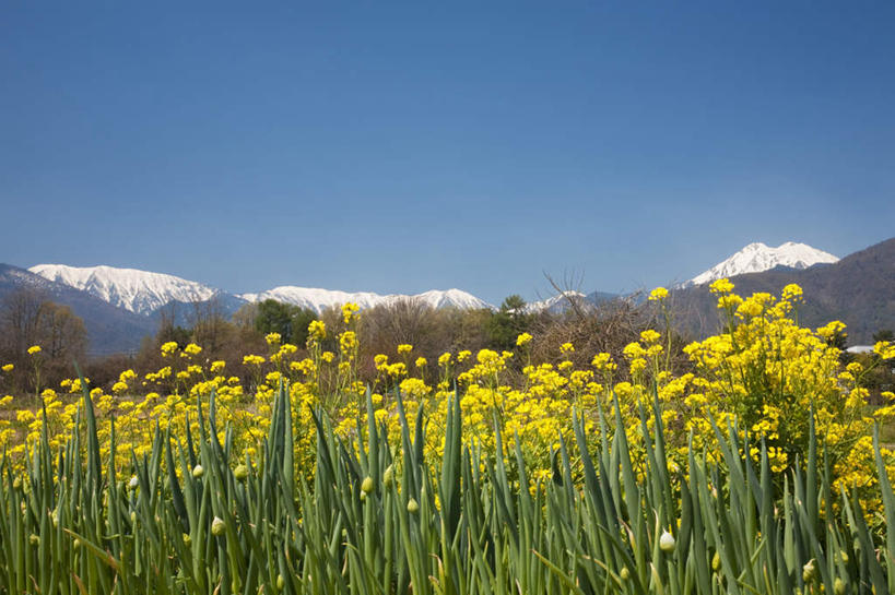 无人,横图,室外,白天,仰视,旅游,度假,花海,花圃,美景,山,山脉,树林,雪,植物,大雪,叶子,长野县,日本,亚洲,许多,盛开,积雪,景观,山峰,雪景,冬季,冬天,绿叶,山峦,花蕾,娱乐,花,花瓣,花朵,花卉,鲜花,树,树木,黄色,蓝色,绿色,蓝天,天空,自然,花丛,花田,群山,天,花苞,花蕊,油菜花,享受,休闲,嫩叶,景色,放松,寒冷,生长,晴朗,成长,自然风光,东亚,本州,万里无云,本州岛,日本国,中部地方,长野,严寒,叶,叶片,晴空,晴空万里,彩图,低角度拍摄,芸苔,芸薹