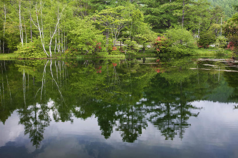 无人,横图,室外,白天,正面,旅游,度假,河流,美景,秋季,树林,水,植物,长野县,日本,亚洲,许多,阴影,光线,影子,河水,景观,水流,娱乐,树,树木,绿色,阳光,自然,享受,休闲,景色,放松,生长,成长,自然风光,东亚,本州,本州岛,日本国,中部地方,长野,秋,秋天,彩图