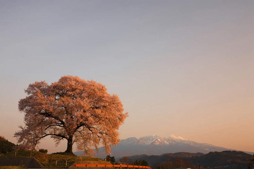 无人,横图,室外,白天,仰视,旅游,度假,美景,日落,山,山脉,树林,雪,植物,大雪,樱花,日本,亚洲,许多,阴影,光线,影子,积雪,景观,山峰,晚霞,霞光,雪景,冬季,冬天,落日,樱花树,山峦,娱乐,树,树木,绿色,阳光,自然,黄昏,群山,享受,休闲,景色,彩霞,放松,寒冷,生长,成长,自然风光,东亚,本州,本州岛,日本国,中部地方,山梨,山梨县,仙樱花,福岛樱,青肤樱,严寒,夕照,夕阳,荆桃,彩图,低角度拍摄,斜阳