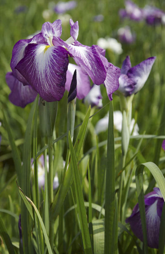 无人,竖图,室外,特写,白天,正面,旅游,度假,花海,花圃,美景,植物,叶子,日本,亚洲,盛开,景观,草药,花蕾,娱乐,中药,花,花瓣,花朵,花卉,鲜花,两朵,绿色,紫色,自然,花丛,花束,花田,花苞,花蕊,享受,休闲,景色,放松,鸢尾,自然风光,药材,中草药,东亚,中药材,本草,本州,茨城,茨城县,关东地方,本州岛,日本国,紫蝴蝶,蓝蝴蝶,乌鸢,扁竹花,彩图
