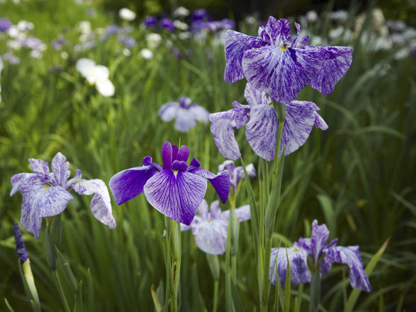 无人,横图,室外,特写,白天,正面,旅游,度假,花海,花圃,美景,植物,叶子,日本,亚洲,许多,盛开,景观,草药,花蕾,娱乐,中药,花,花瓣,花朵,花卉,鲜花,绿色,紫色,自然,花丛,花束,花田,花苞,花蕊,享受,休闲,景色,放松,鸢尾,自然风光,药材,中草药,东亚,中药材,本草,本州,茨城,茨城县,关东地方,本州岛,日本国,紫蝴蝶,蓝蝴蝶,乌鸢,扁竹花,彩图
