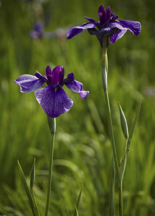 无人,竖图,室外,特写,白天,正面,旅游,度假,花海,花圃,美景,植物,叶子,日本,亚洲,盛开,景观,草药,花蕾,娱乐,中药,花,花瓣,花朵,花卉,鲜花,两朵,绿色,紫色,自然,花丛,花束,花田,花苞,花蕊,享受,休闲,景色,放松,鸢尾,自然风光,药材,中草药,东亚,中药材,本草,本州,茨城,茨城县,关东地方,本州岛,日本国,紫蝴蝶,蓝蝴蝶,乌鸢,扁竹花,彩图