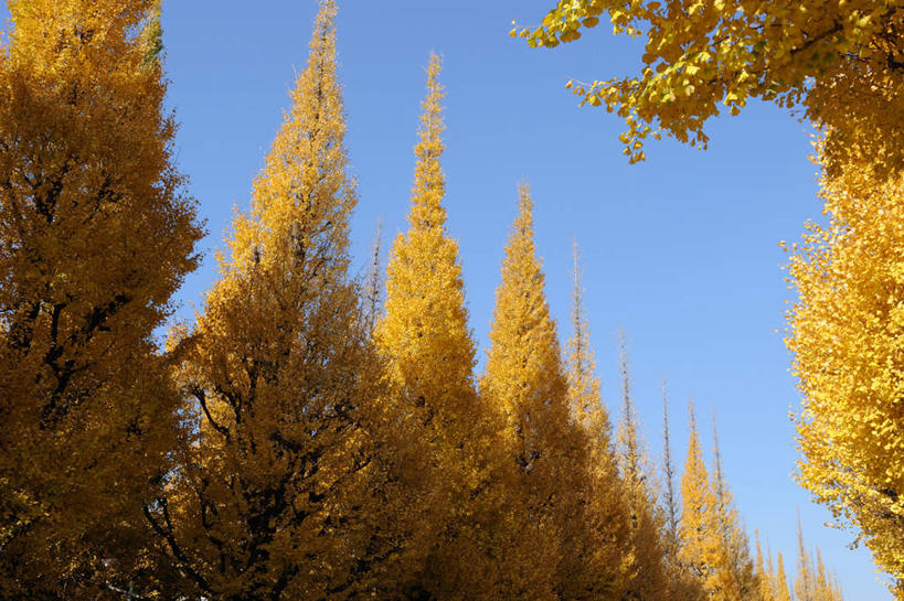 无人,横图,室外,白天,仰视,旅游,度假,美景,秋季,森林,树林,植物,银杏树,叶子,东京,日本,亚洲,一排,许多,阴影,反射,影子,景观,枯叶,落叶,娱乐,树,树木,黄色,蓝色,绿色,蓝天,天空,自然,天,享受,休闲,景色,放松,生长,晴朗,成长,自然风光,东亚,本州,万里无云,关东地方,本州岛,日本国,东京都,鸭脚树,叶,叶片,晴空,晴空万里,秋,秋天,银杏,公孙树,白果,彩图,低角度拍摄