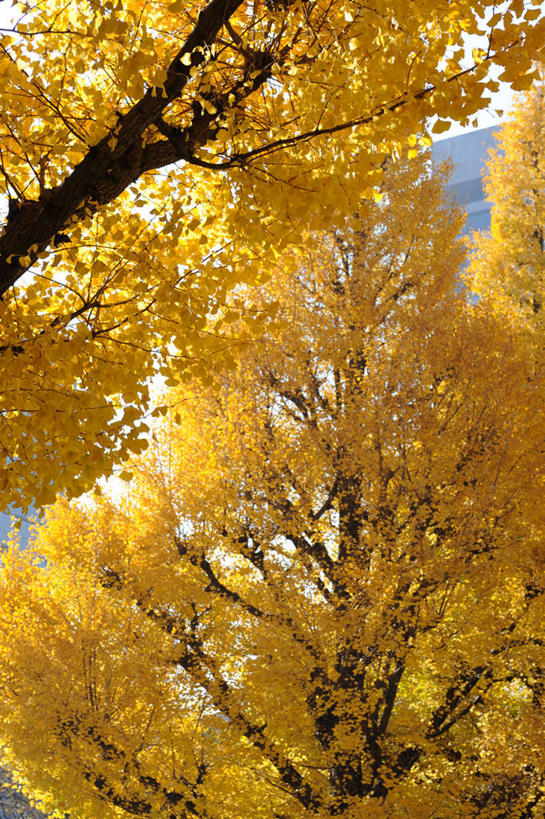 无人,竖图,室外,白天,仰视,旅游,度假,美景,秋季,森林,树林,植物,银杏树,叶子,东京,日本,亚洲,一排,许多,朦胧,模糊,景观,枯叶,落叶,娱乐,树,树木,黄色,蓝色,绿色,蓝天,天空,自然,天,享受,休闲,景色,放松,生长,晴朗,成长,自然风光,东亚,本州,万里无云,关东地方,本州岛,日本国,东京都,鸭脚树,叶,叶片,晴空,晴空万里,秋,秋天,银杏,公孙树,白果,彩图,低角度拍摄