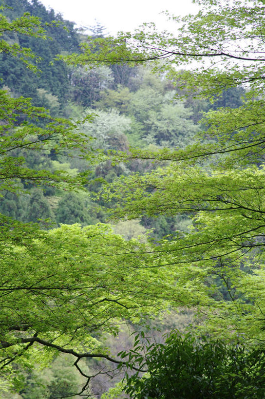 无人,竖图,室外,白天,仰视,旅游,度假,美景,森林,山,山脉,树林,植物,京都,日本,亚洲,朦胧,模糊,景观,山峰,云,云朵,山峦,云彩,娱乐,树,树木,蓝色,绿色,白云,蓝天,天空,自然,群山,天,享受,休闲,景色,放松,京都府,生长,晴朗,成长,自然风光,东亚,本州,本州岛,日本国,近畿地方,近畿,晴空,彩图,低角度拍摄