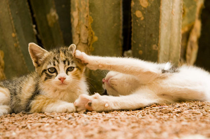 无人,坐,躺,横图,俯视,室外,白天,游戏,宠物,猫,非洲,摩洛哥,阴影,朦胧,模糊,光线,影子,玩,注视,娱乐,阳光,动物,观察,看,两只,休闲,可爱,观看,活动,察看,发泄,关注,消遣,智力,猫咪,宣泄,阿非利加洲,摩洛哥王国,卧着,躺着,玩耍,卧,嬉戏,坐着,半身,彩图,高角度拍摄