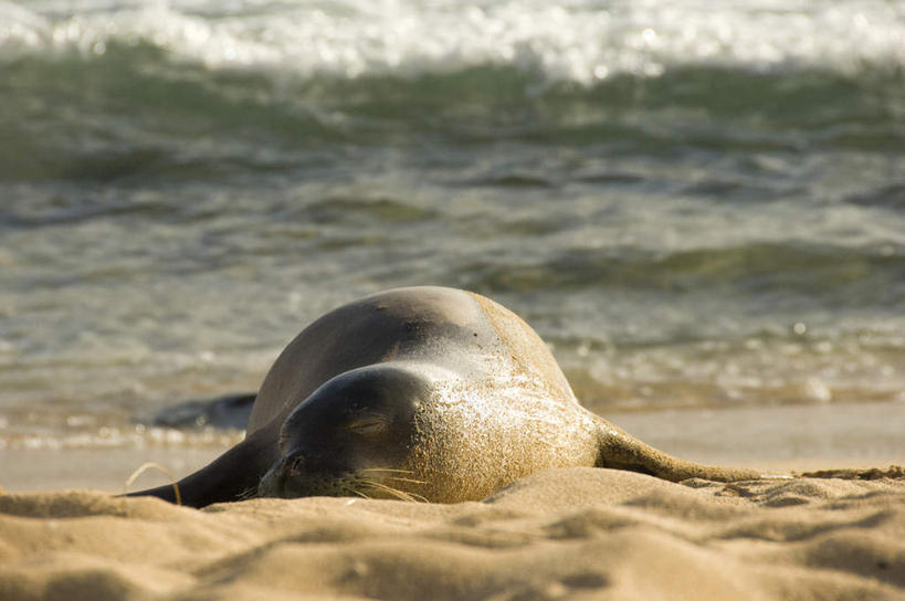 无人,睡,横图,俯视,室外,白天,旅游,度假,美景,沙滩,太阳,哺乳动物,海狮,野生动物,夏威夷,美国,阴影,朦胧,模糊,光线,沙子,影子,海岸,景观,沙地,娱乐,一只,灰色,阳光,自然,动物,趴着,享受,休闲,景色,放松,可爱,活泼,北美,北美洲,自然风光,美洲,夏威夷州,爱洛哈之州,北亚美利加洲,亚美利加洲,海滩,困,困觉,趴,寝息,睡觉,彩图,高角度拍摄,全身