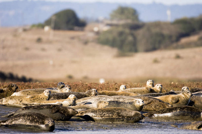 无人,横图,俯视,室外,白天,旅游,度假,美景,沙滩,太阳,哺乳动物,海狮,野生动物,美国,许多,阴影,朦胧,模糊,光线,沙子,影子,海岸,景观,沙地,注视,娱乐,灰色,阳光,自然,动物,观察,看,趴着,享受,休闲,景色,放松,可爱,活泼,观看,察看,北美,北美洲,关注,加利福尼亚,自然风光,美洲,加州,加利福尼亚州,金州,黄金州,北亚美利加洲,亚美利加洲,海滩,趴,半身,彩图,高角度拍摄